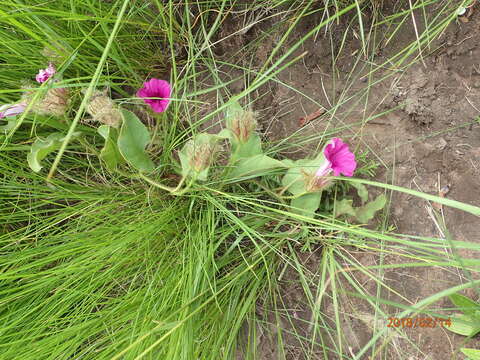 Image of Ipomoea pellita Hall. fil.