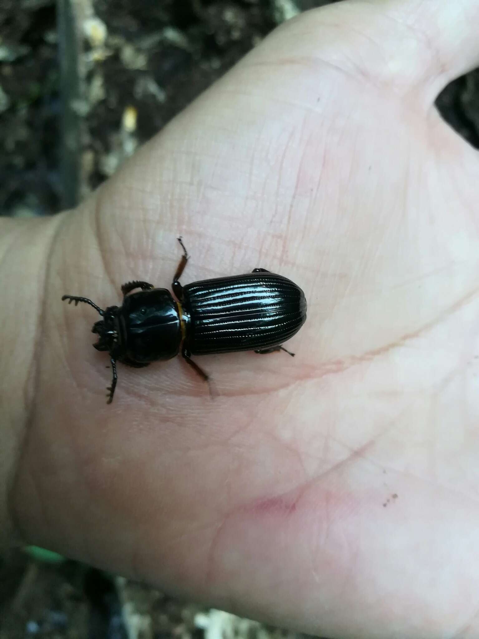 Image of Odontotaenius striatopunctatus (Percheron 1835)