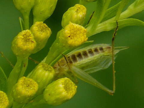 Image of Black-horned Tree Cricket