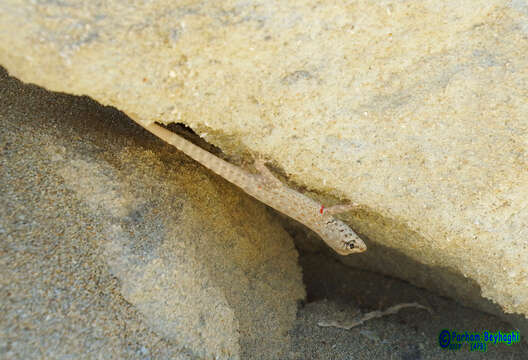 Image de Pristurus rupestris rupestris Blanford 1874