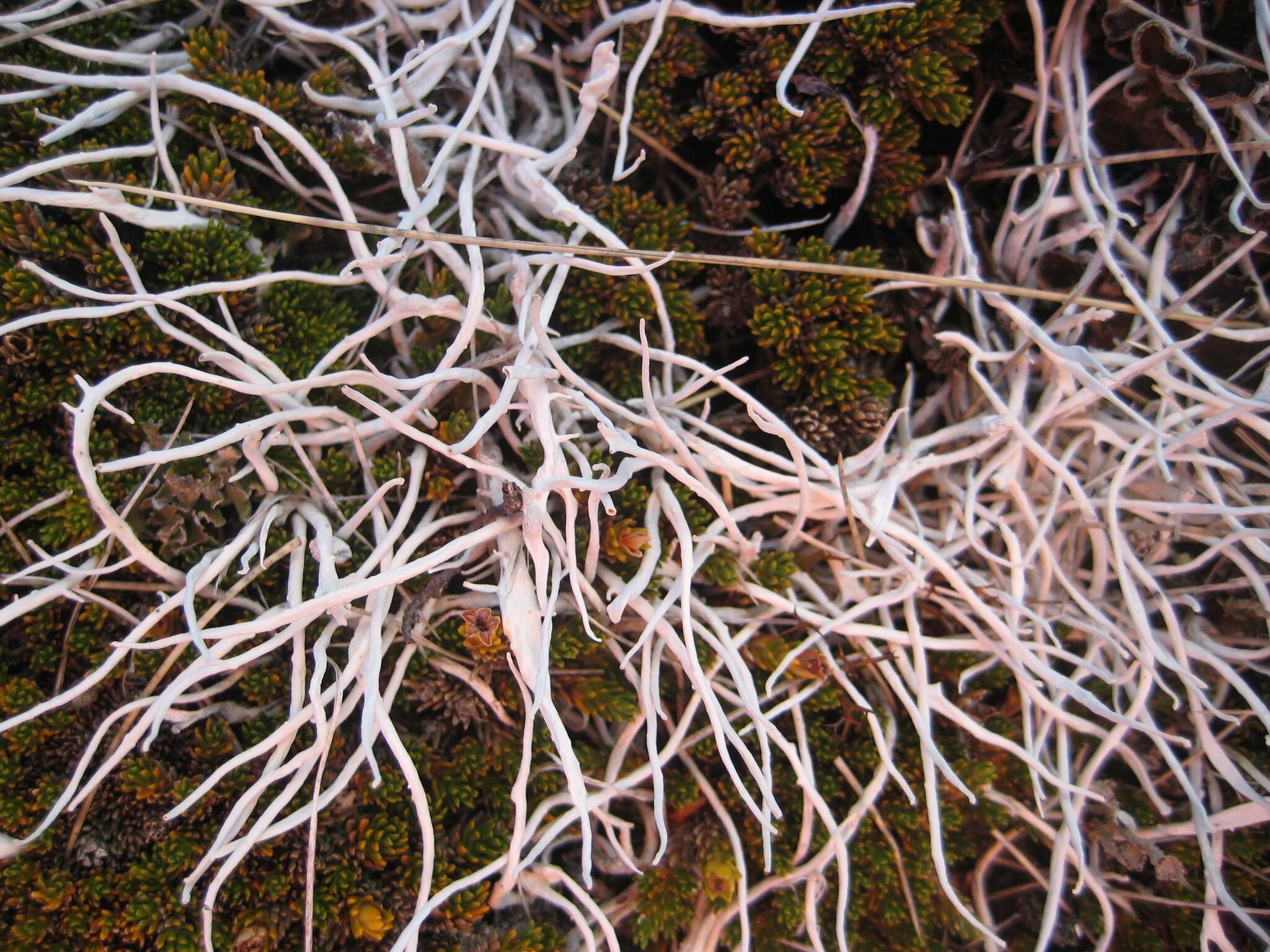 Image of Thamnolia vermicularis subsp. vermicularis