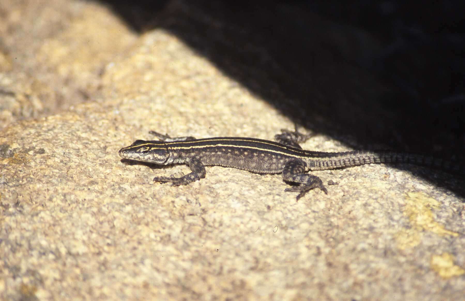 Image of Platysaurus intermedius rhodesianus Fitzsimons 1941