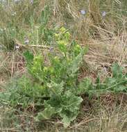 Image of perennial bastardcabbage