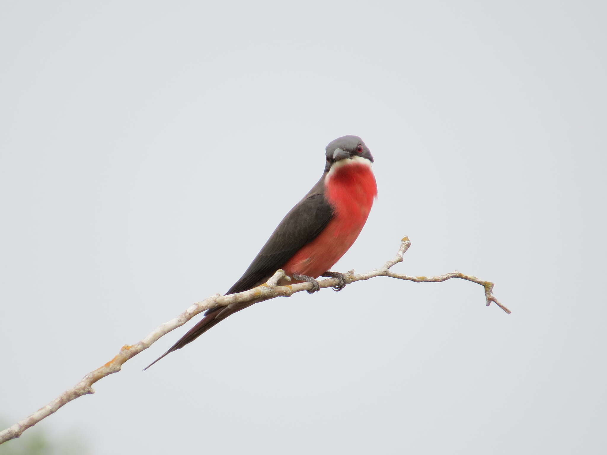 Image de Guêpier gris-rose