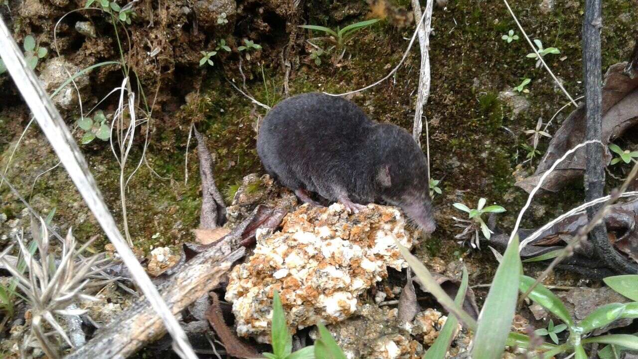 Image of Colombian Small-eared Shrew