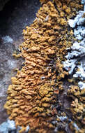 Image of orange wall lichen