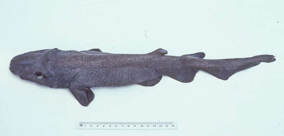 Image of Bulldog Catshark