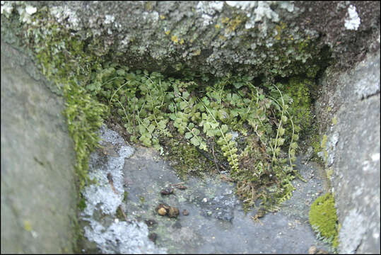 Plancia ëd Asplenium incisum Thunb.