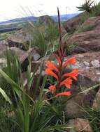 صورة Watsonia pillansii L. Bolus