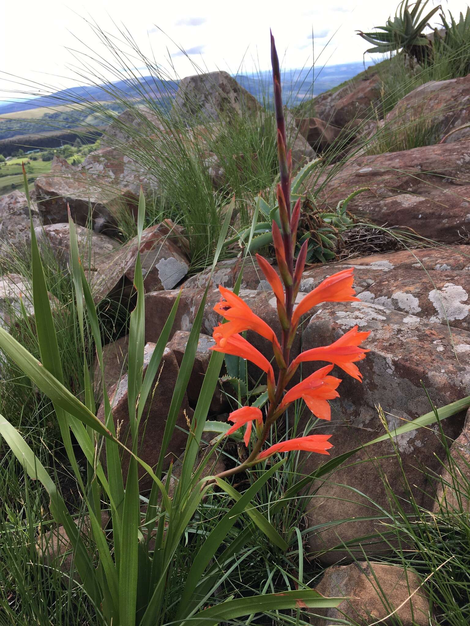 Image of Watsonia pillansii L. Bolus