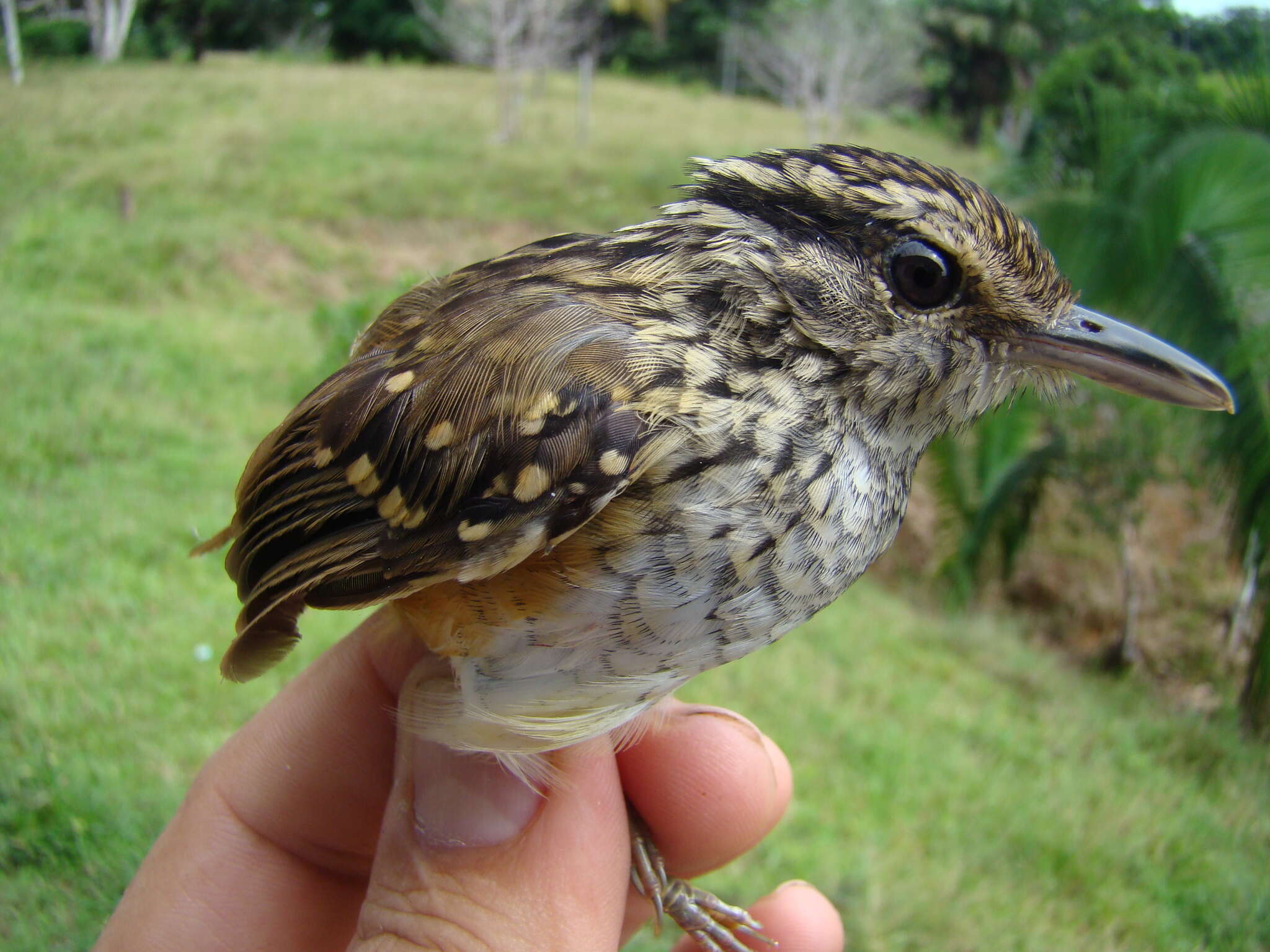 Image of Peruvian Warbling Antbird