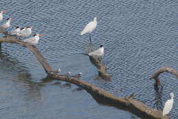 Image of Black Tern