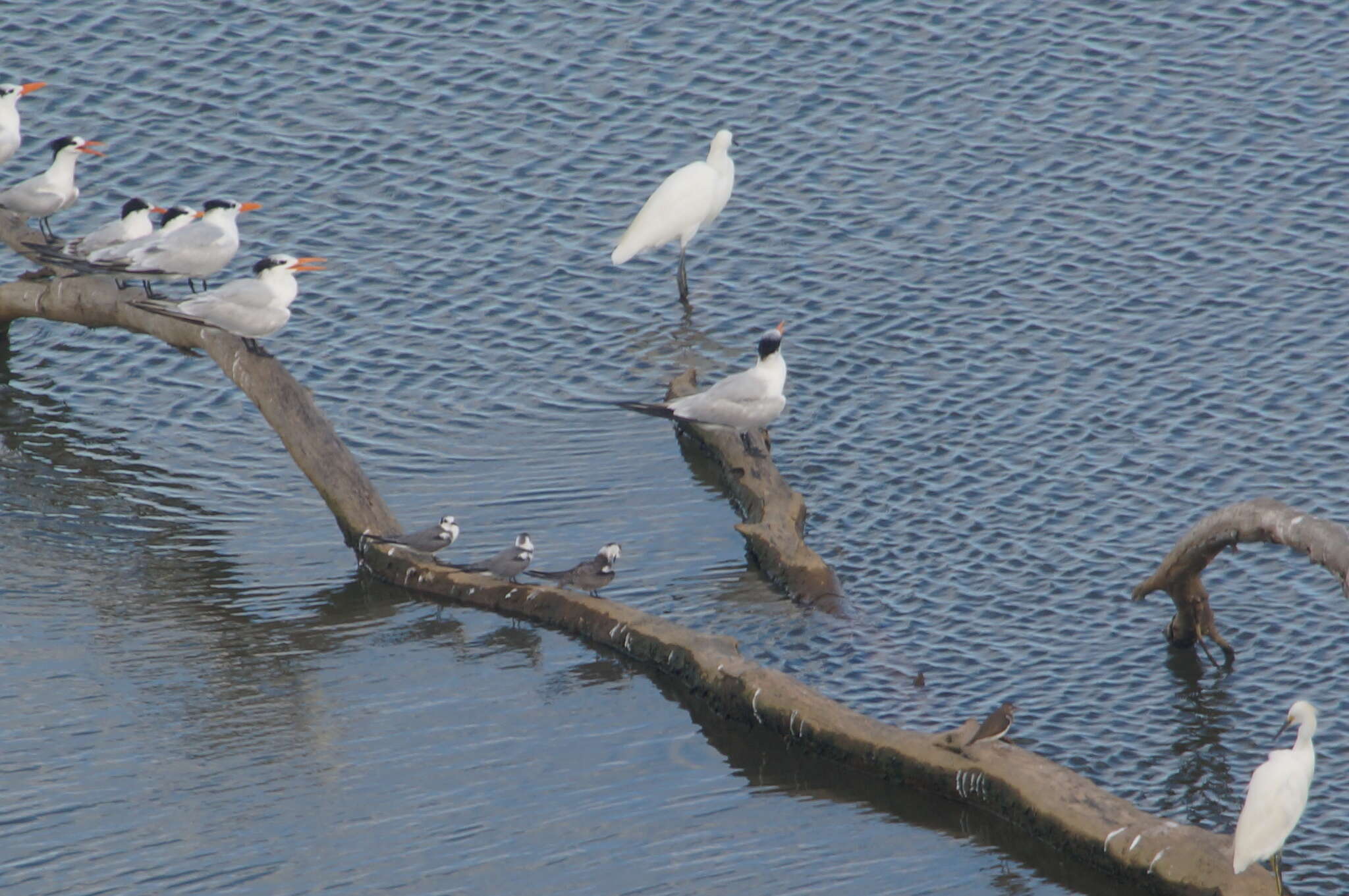 Image of Black Tern