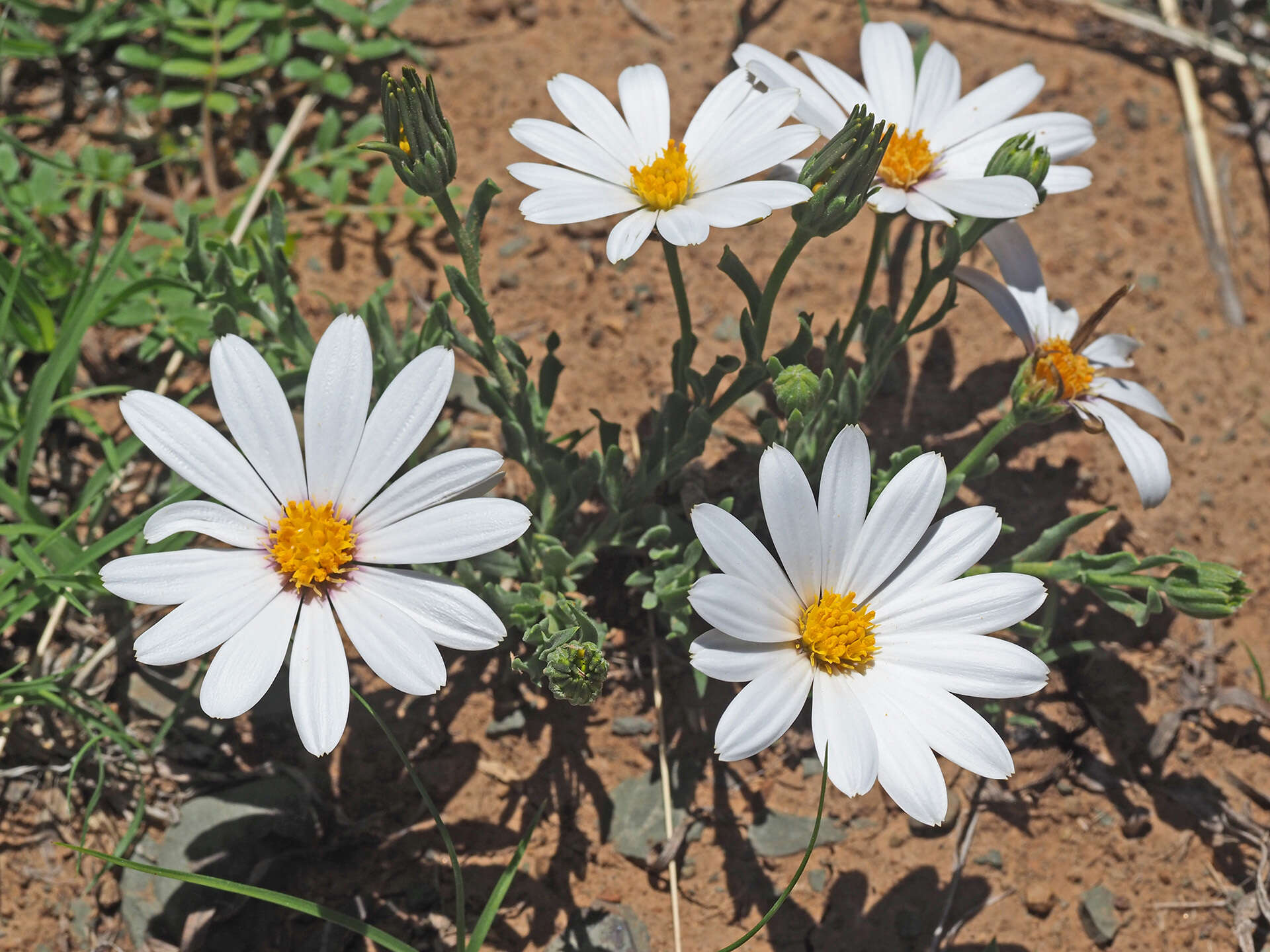 Image of White Dimorphotheca