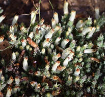 Image of Heath Leschenaultia