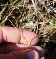 Image of Big Carpet Grass