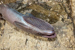 Image of Grey Marlinsucker