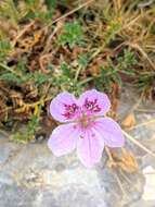 Imagem de Erodium daucoides Boiss.