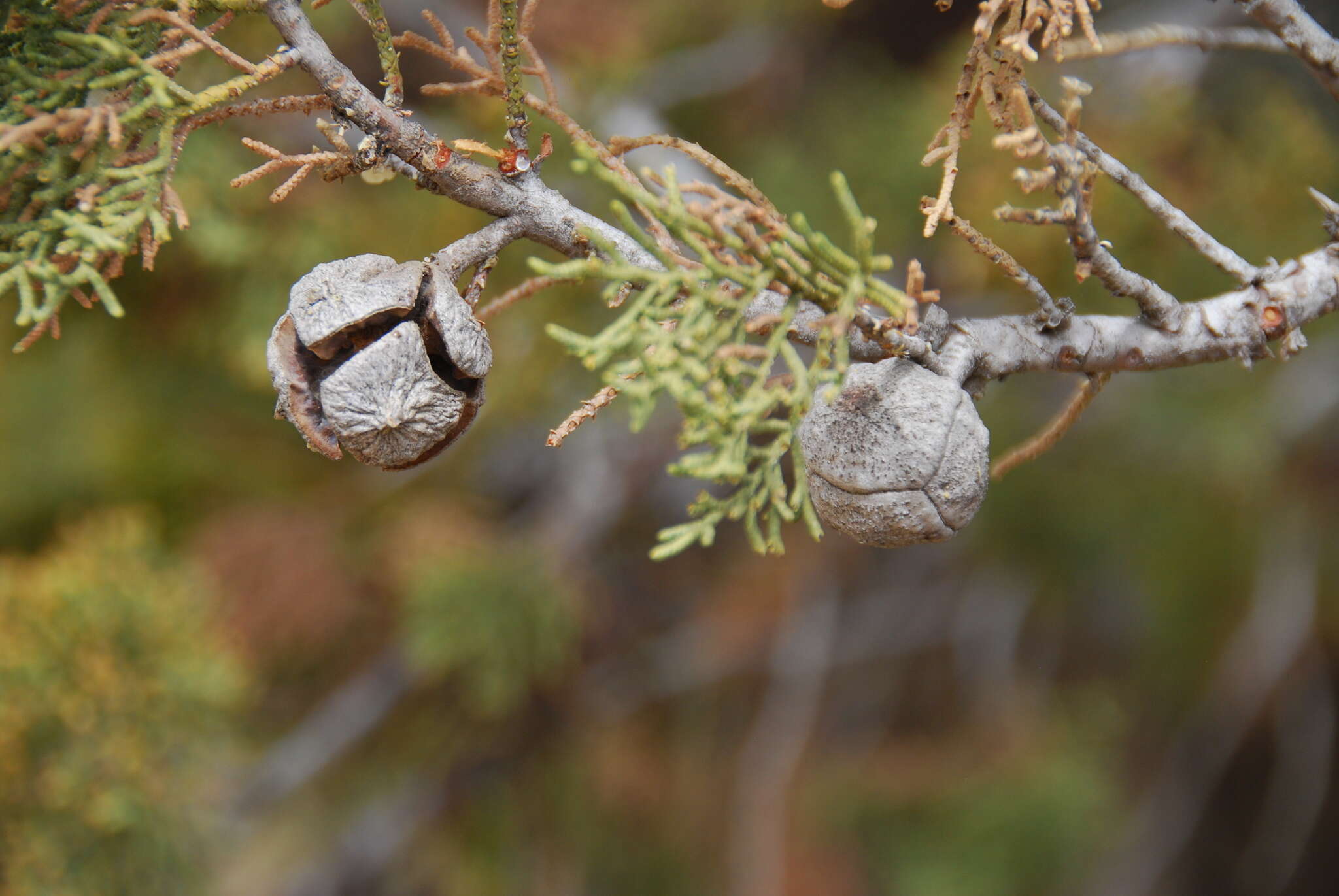 Cupressus arizonica var. nevadensis (Abrams) Little resmi