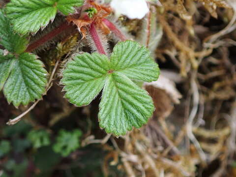 Image de Fragaria nilgerrensis subsp. nilgerrensis