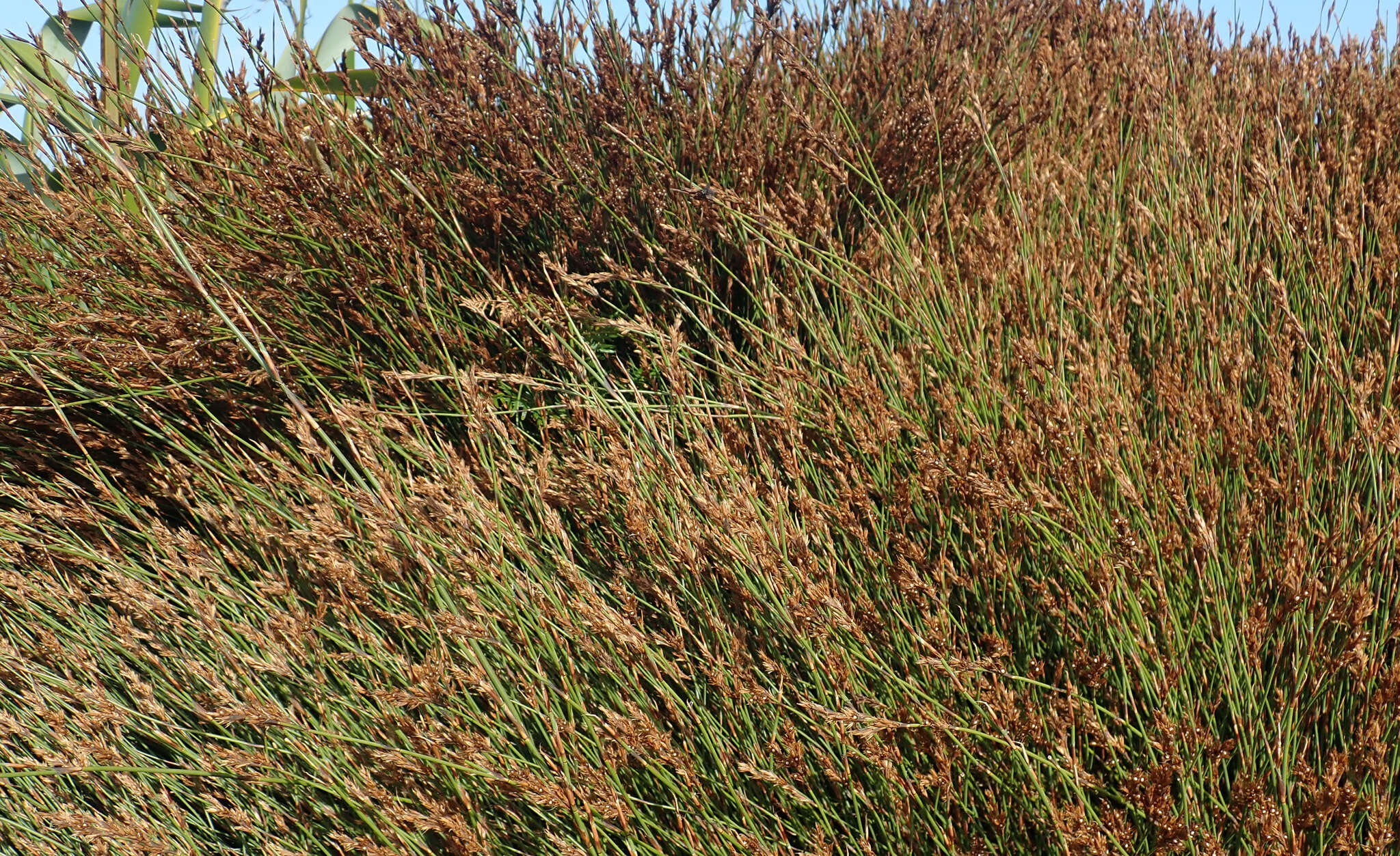 Image of Sporadanthus traversii (F. Muell.) Buchanan