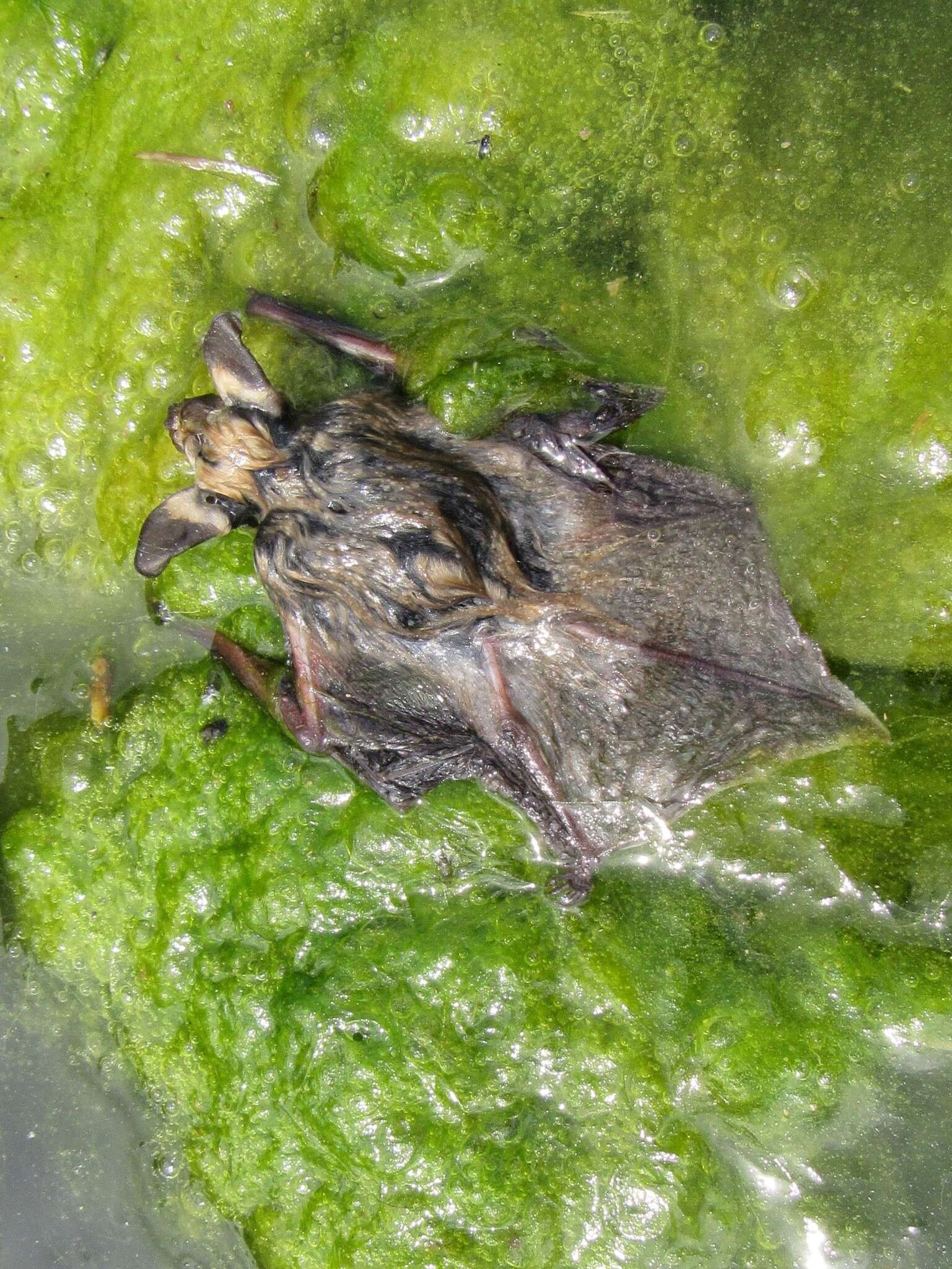 Image of Long-eared Myotis