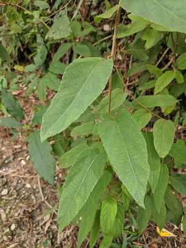 Image of Actinidia rufa (Sieb. & Zucc.) Planch. ex Miq.