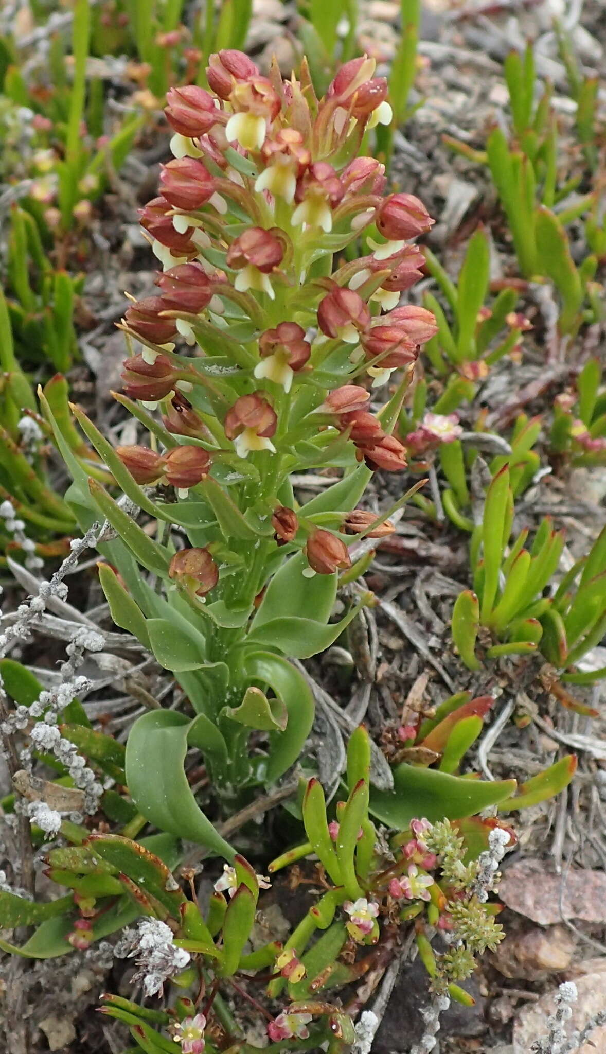 Image of Brachycorythis mac-owaniana Rchb. fil.