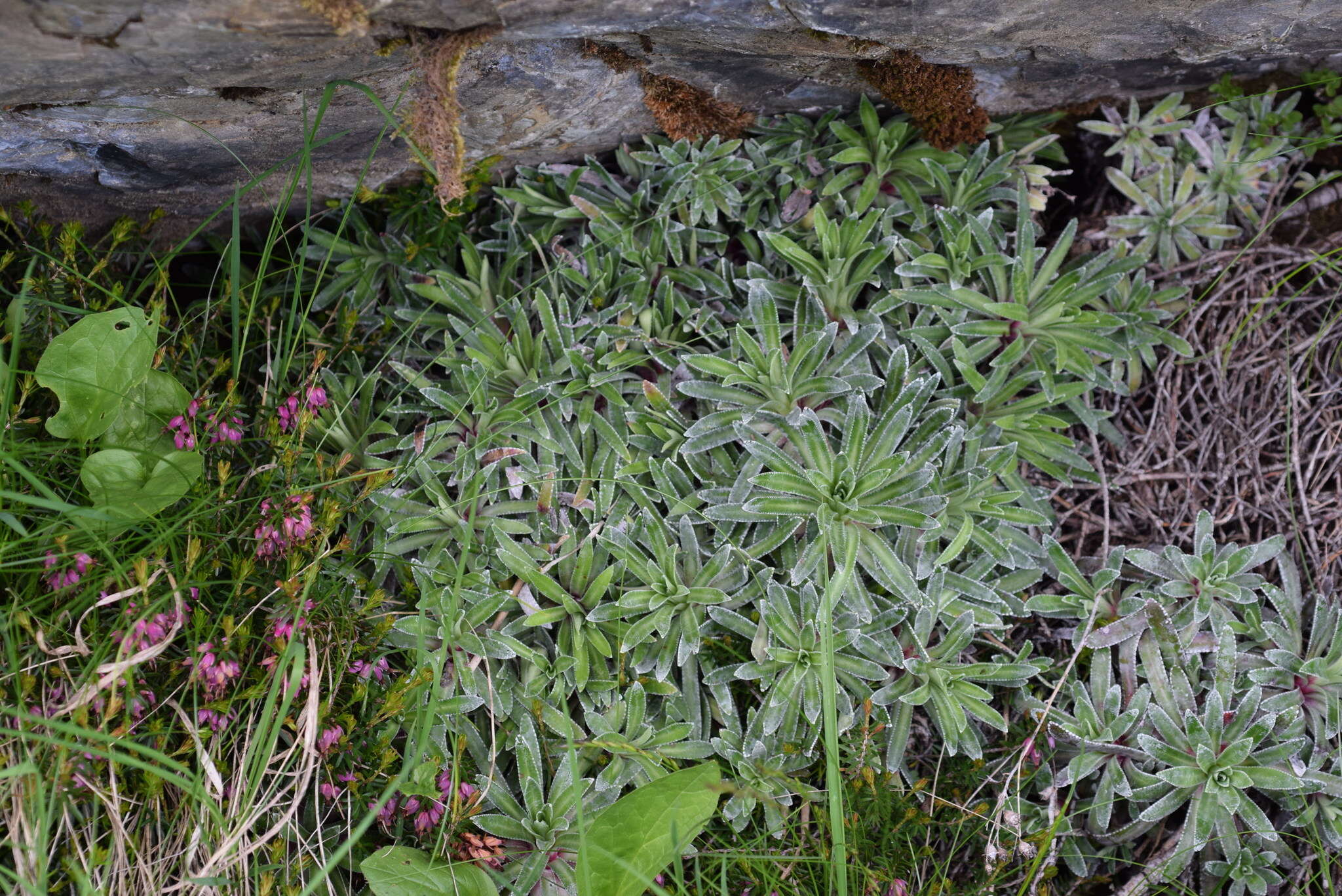 Image of Saxifraga hostii subsp. rhaetica (Kerner) Br.-Bl.