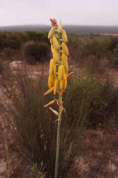 Image de Albuca clanwilliamae-gloria U. Müll.-Doblies