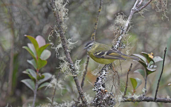 Image of Black-capped Tyrannulet