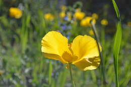 Image of Glaucium fimbrilligerum Boiss.