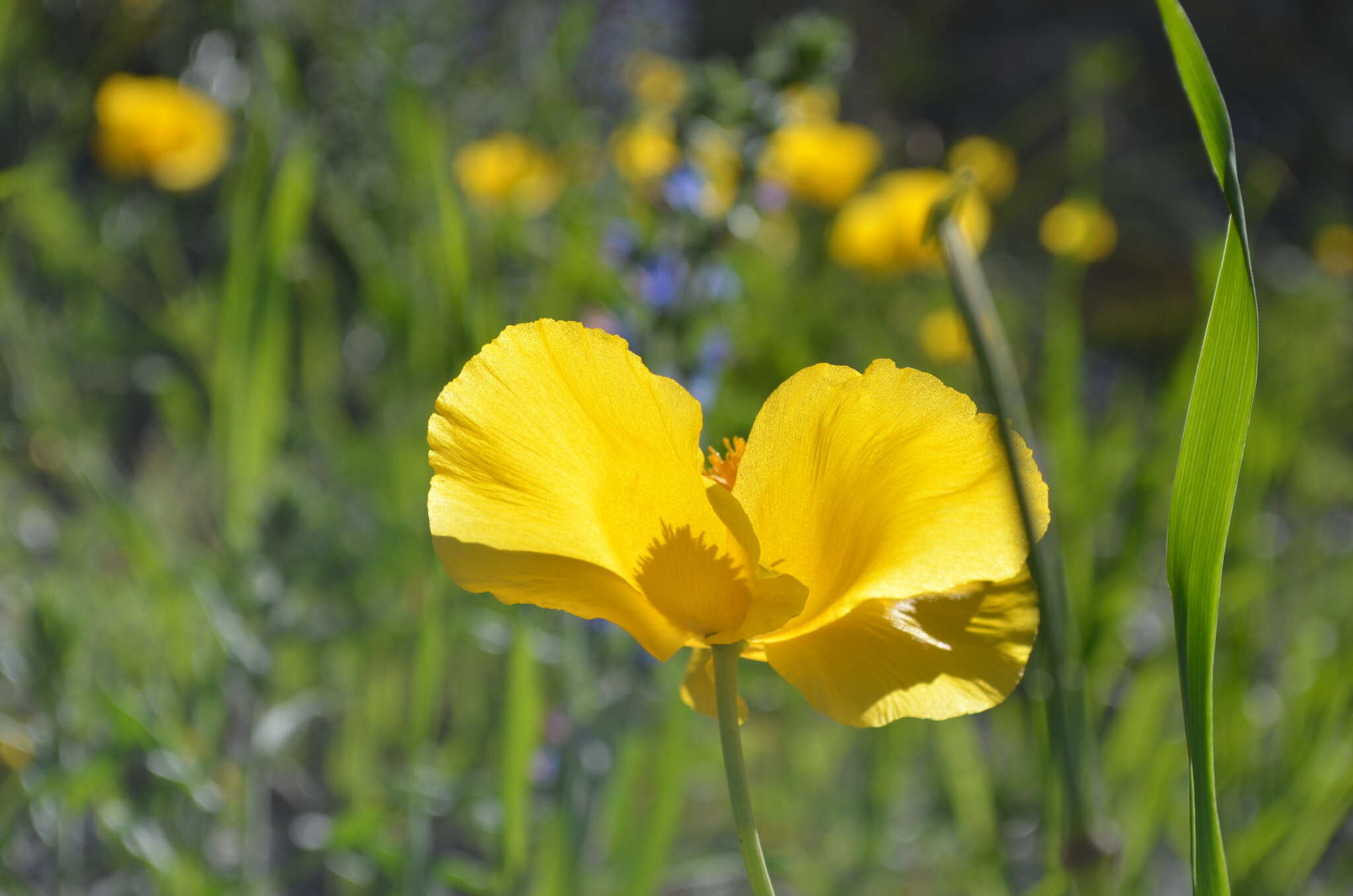 Image of Glaucium fimbrilligerum Boiss.