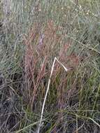 Image of spreading buckwheat