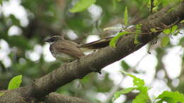 Image of White-spotted Fantail