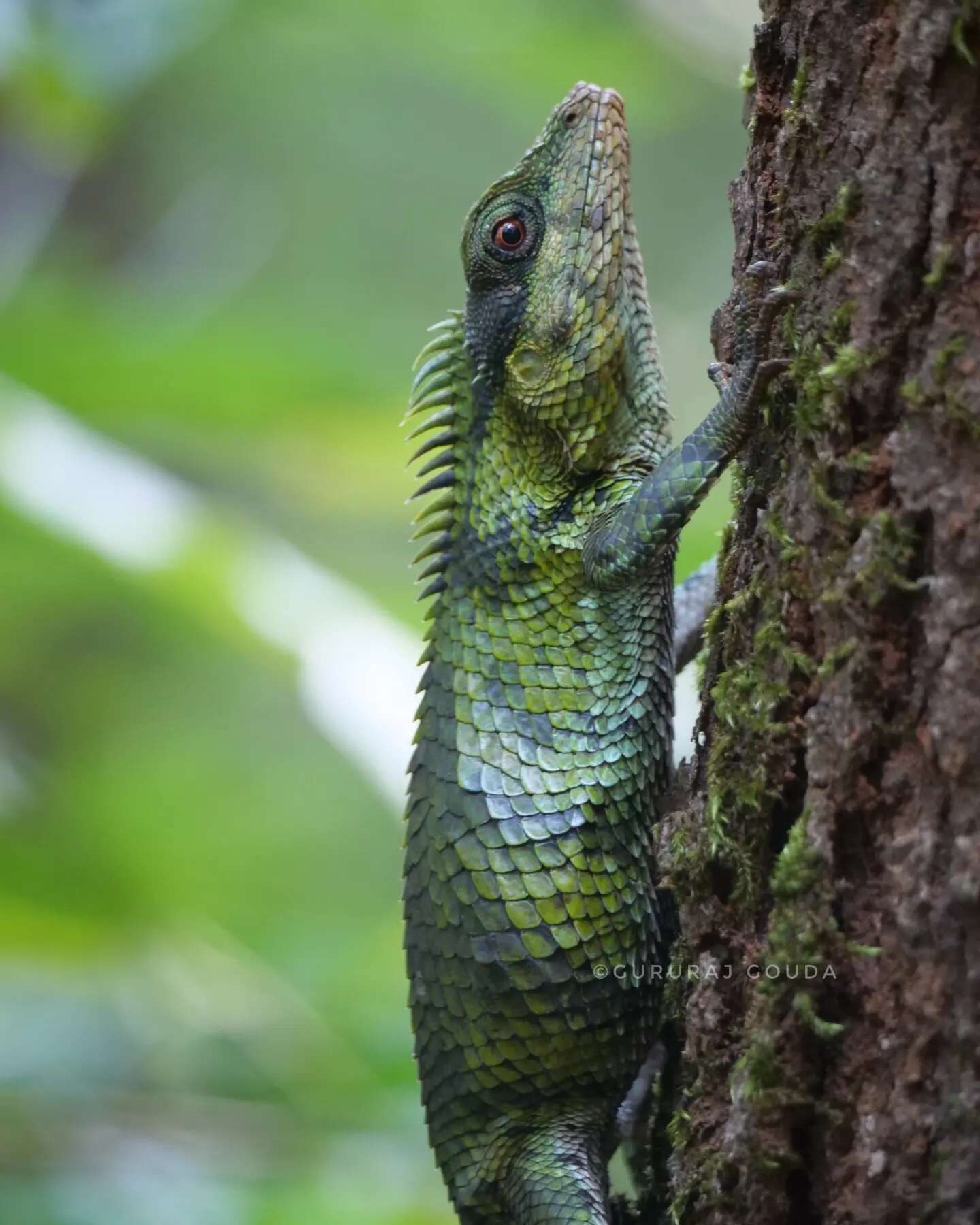 صورة Calotes nemoricola Jerdon 1853