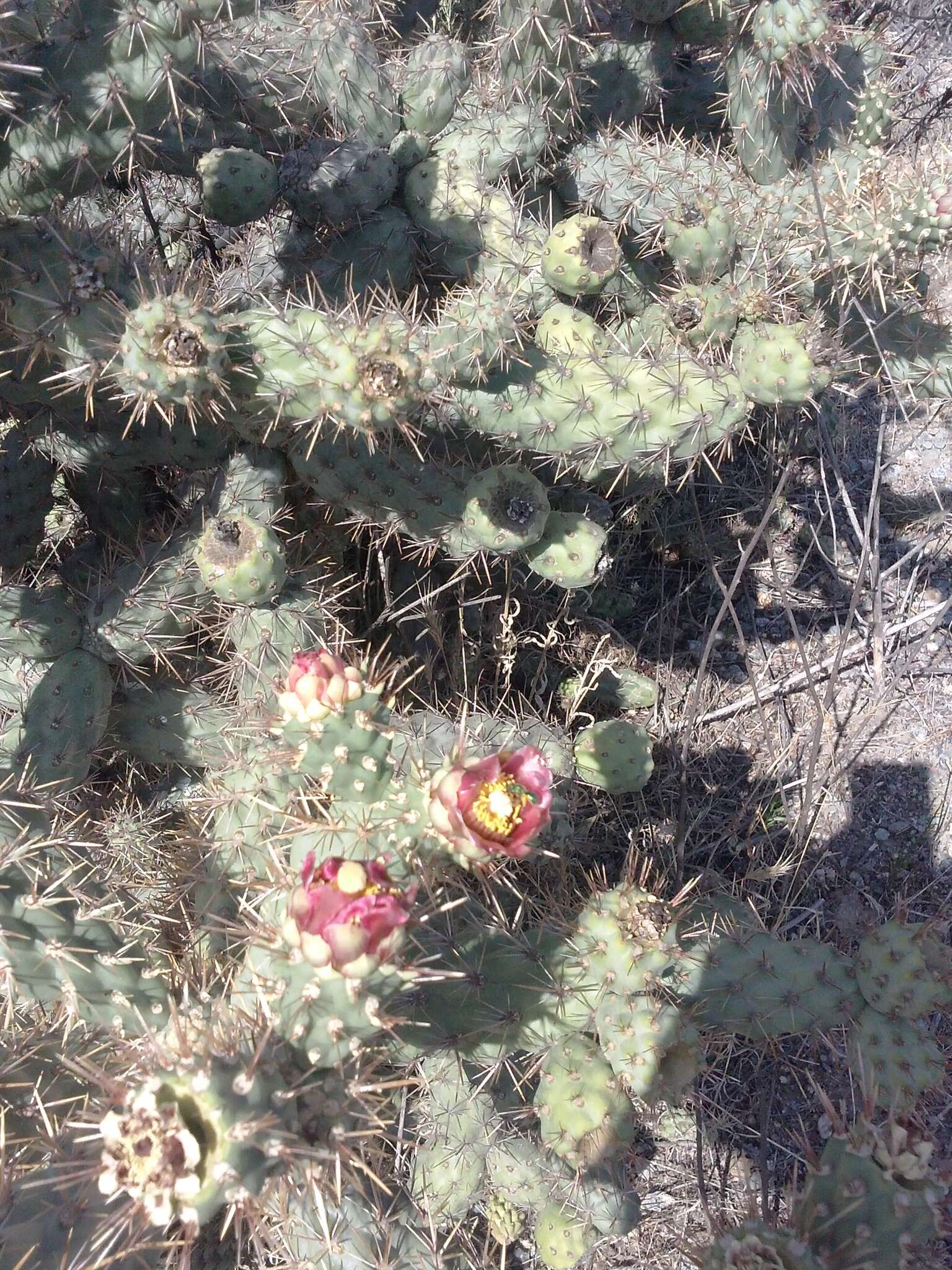 Image of coastal cholla