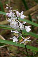 Image of Calanthe sylvatica (Thouars) Lindl.