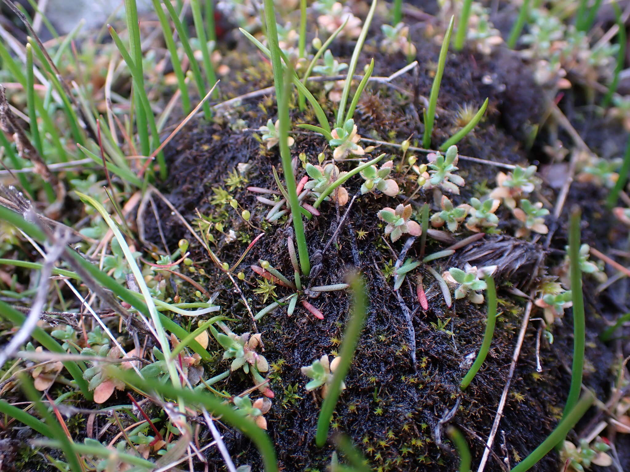 Image of entosthodon moss