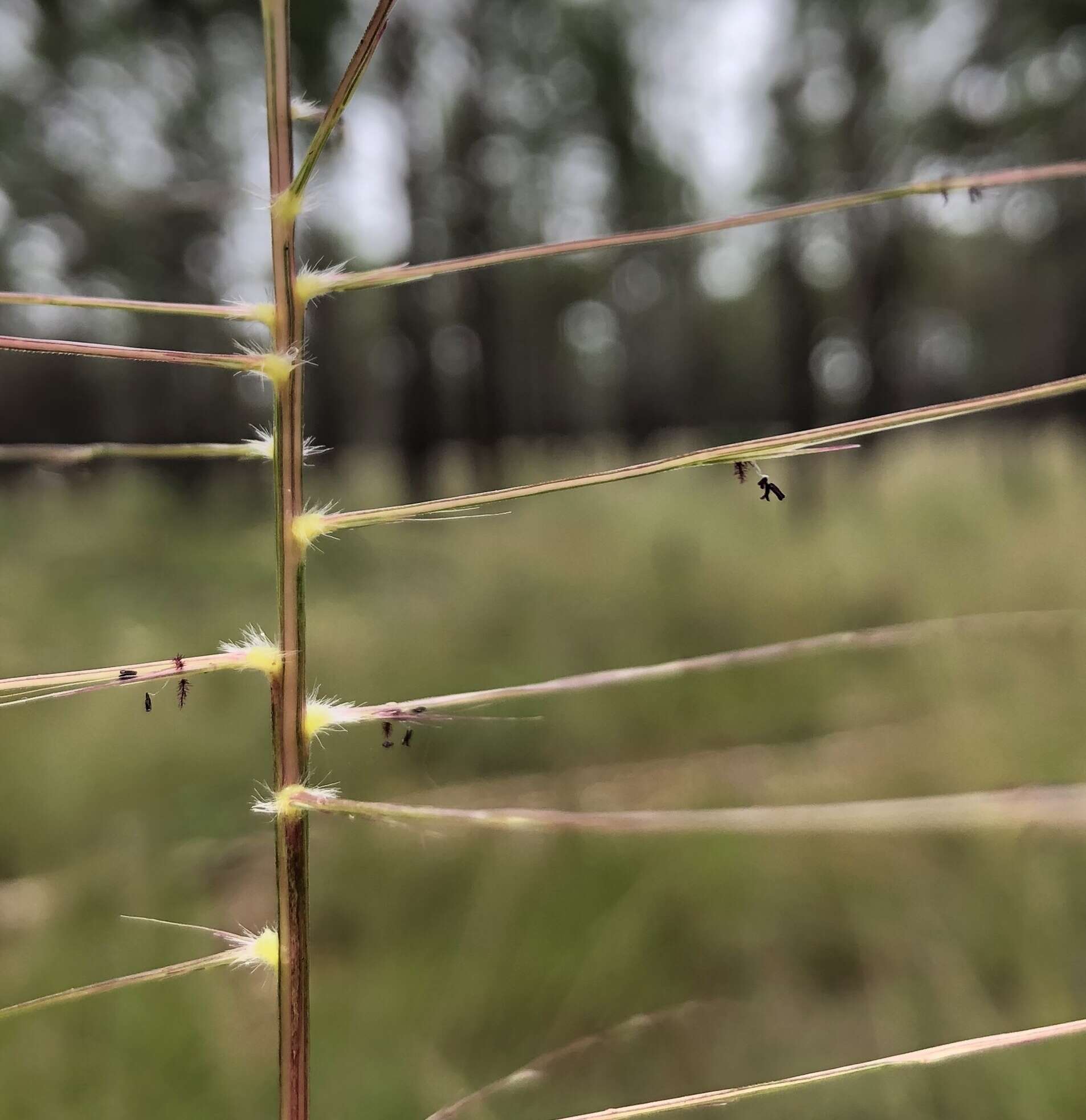 Image of bearded skeletongrass