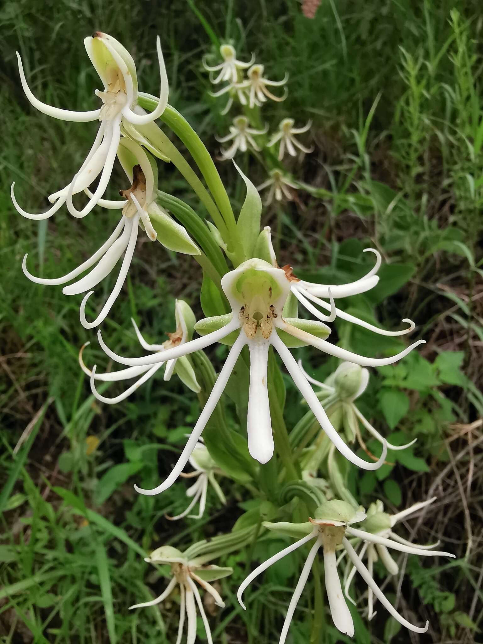 Habenaria macroceratitis Willd.的圖片