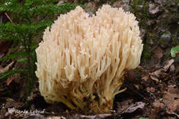 Clavaria arborea G. F. Atk. 1908 resmi