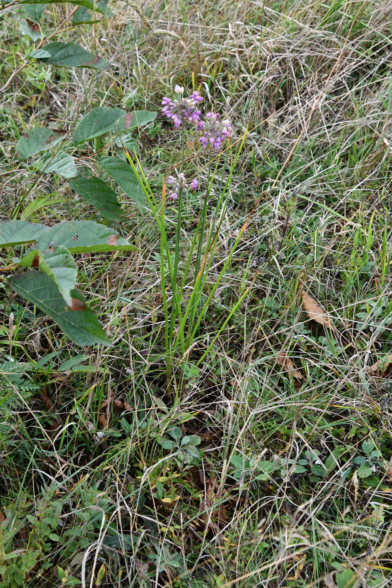 Image of Allium sacculiferum Maxim.