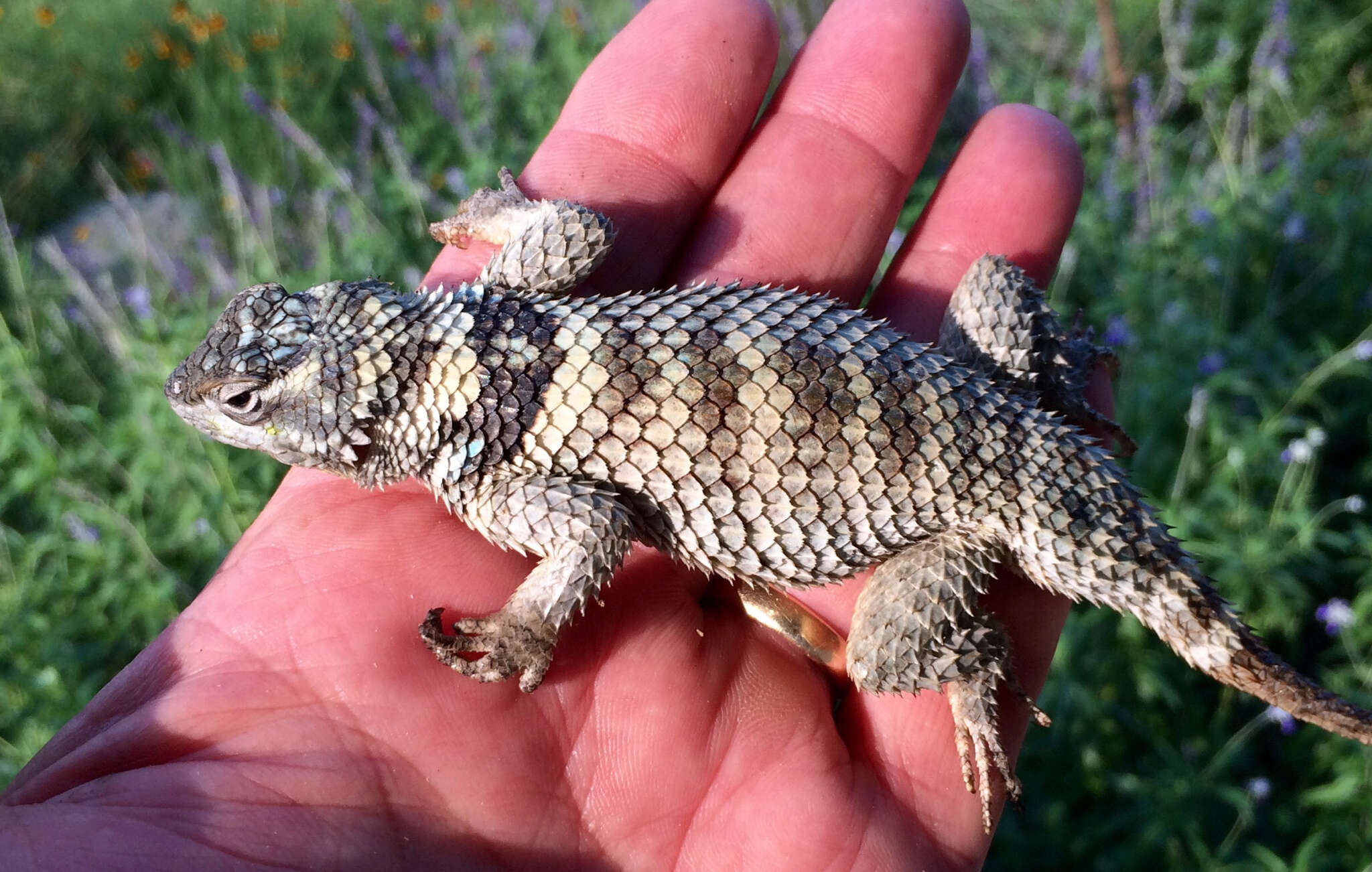 Image of Crevice Spiny Lizard