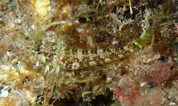 Image of Lord Howe Black-head Triplefin