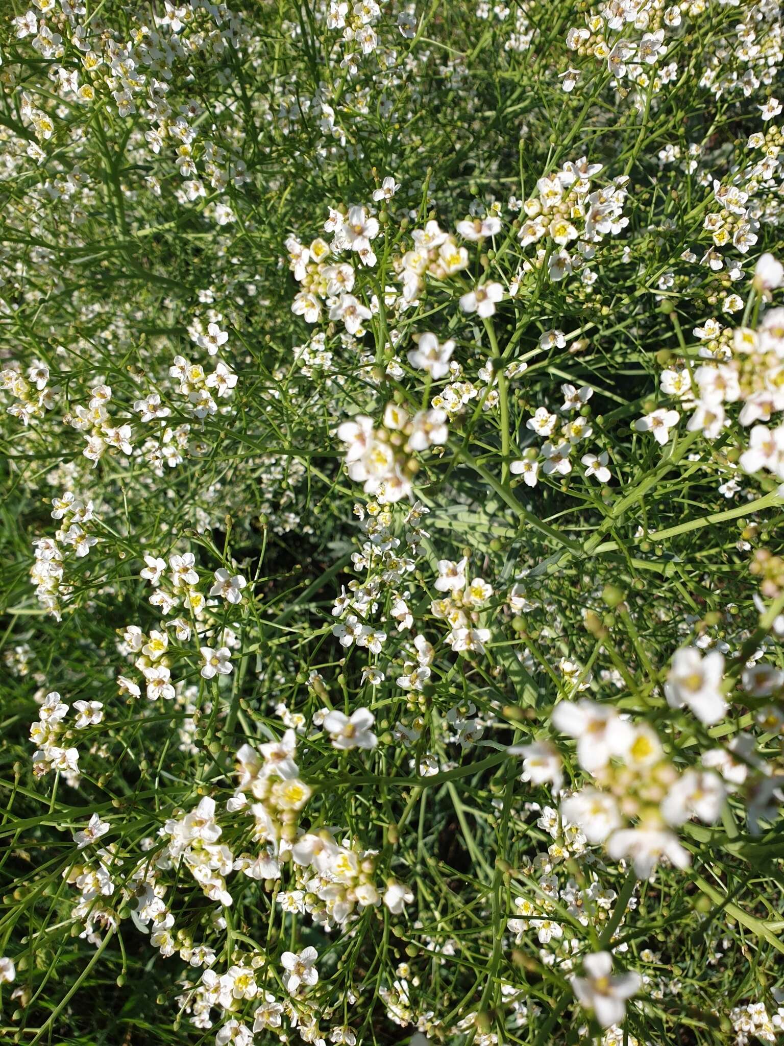 Image of Crambe orientalis L.