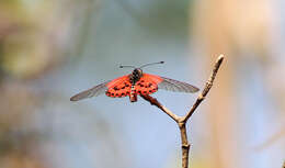 Image of Acraea ranavalona Boisduval 1833