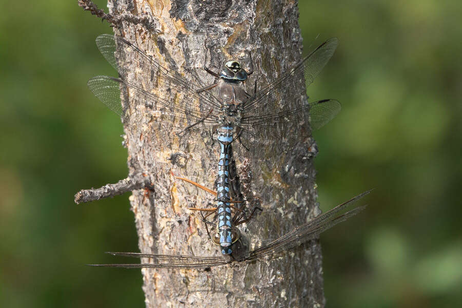 Aeshna septentrionalis Burmeister 1839 resmi