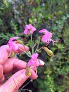 Image of Alstroemeria revoluta Ruiz & Pav.