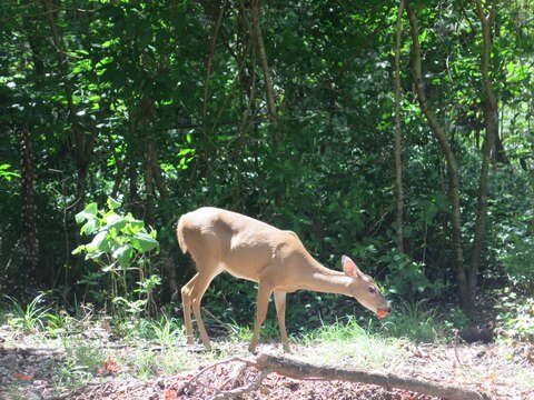 Plancia ëd Odocoileus virginianus chiriquensis J. A. Allen 1910